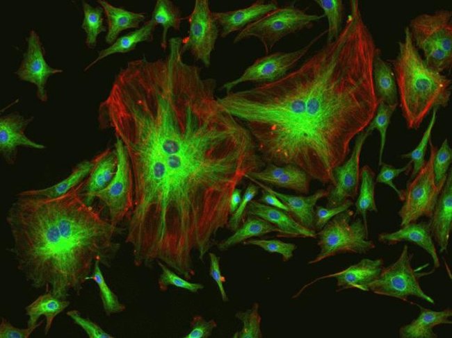A multiple-exposure image of a FluoCells® prepared slide #2 of stained bovine pulmonary artery endothelial cells acquired by the FLoid® Cell Imaging Station (Cat.no. 4471136).